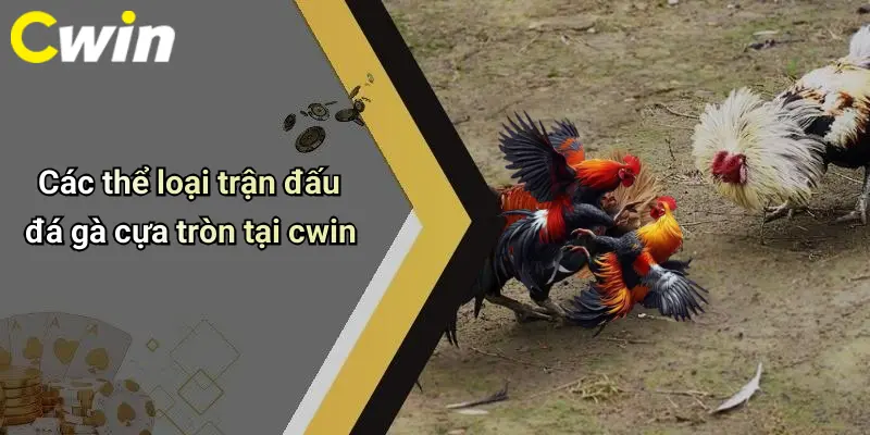 Các thể loại trận đấu đá gà cựa tròn tại cwin