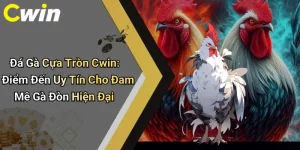 Đá Gà Cựa Tròn Cwin: Điểm Đến Uy Tín Cho Đam Mê Gà Đòn Hiện Đại