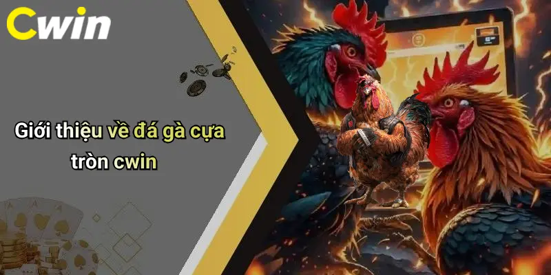 Giới thiệu về đá gà cựa tròn cwin